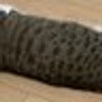 etnlのアイコン画像