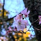 d64152のアイコン画像