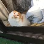 i-iccのアイコン画像