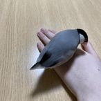 rsnyのアイコン画像