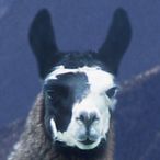 shokikuのアイコン画像