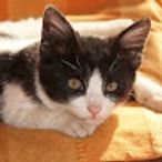 Audiocheapchicのアイコン画像