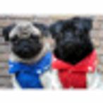 ikkeiのアイコン画像