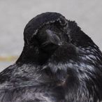 crowのアイコン画像