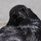 crowのアイコン画像