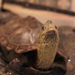 shachoのアイコン画像