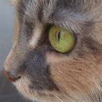 satouxのアイコン画像